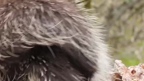 How Porcupines Shoot Their Quills #shorts #viral #fact