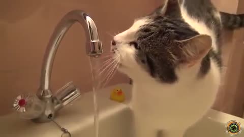 funny videos cats