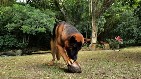 german shepherd dog adult playing with a coconut beautiful trees in background