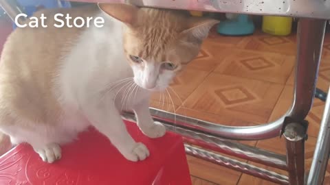 Angry cats videos compilation 2022 - try not to laugh videos - ‍Cat Store #6