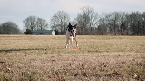 watch this video as a cute dog catches frisbee boomerang