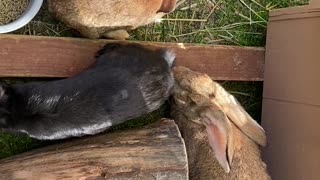 Two Young Flemish Rabbits with Mother
