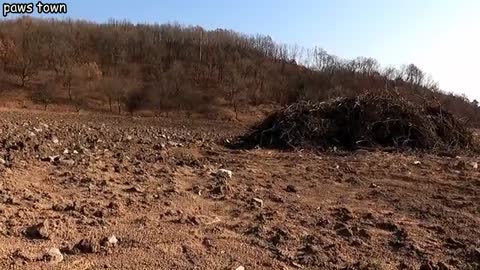 Hardy's story - Wolf howling stray puppy looking for mom was rescued from garbage dump/ Full Video