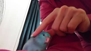 Baby Blue Parrotlet Relaxing