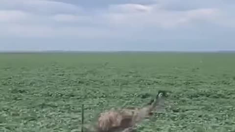 Ostrich Racing With Car