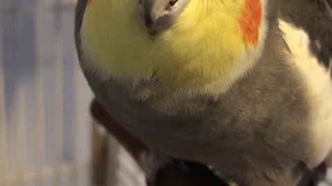 parrot is very talkative