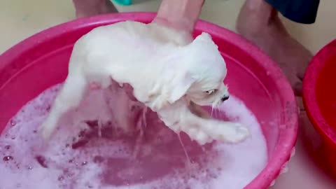 First bath cute dog ❤❤🤗🤗