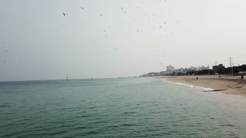 Sea and flying seagulls