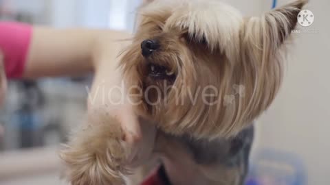 Dog Vidoe for kids and cut|All dog video playing and enjoying.