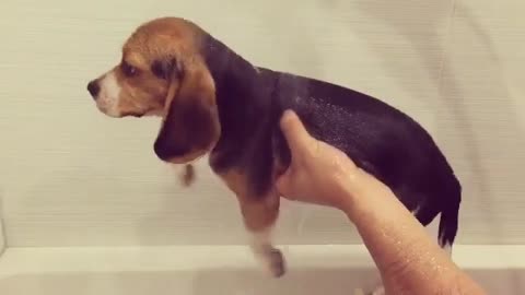 Beagle nadando en el aire te derretirá el corazón