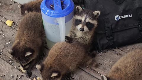 June 24th, 2023 | Sunny The Raccoon Trusts Me With Her Babies | #shorts