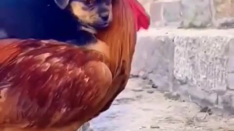 Cute Puppy On The Hen 🐓 #cute #puppy #shorts #hen #animals #CuteO