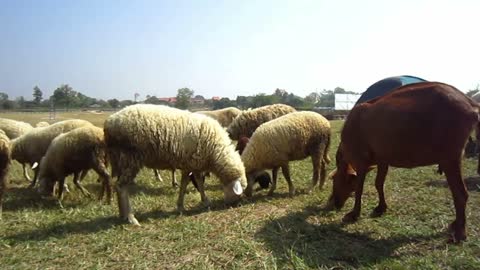 Sheep and goat farm close up, flock in different species and color