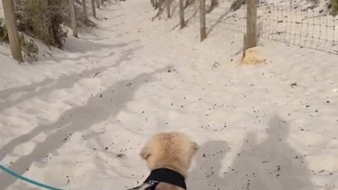 Close-up of dogs playing on the beach