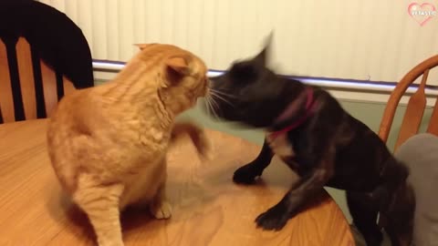 Cats vs Dogs Fighting - Funny Cats and Dogs Compilation || 🐾