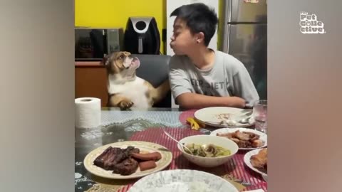 The FUNNIEST Pet Videos of 2023! ( Compilation