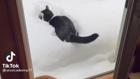 Cute cat see snow for the first time