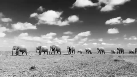 The Journey of big elephants throw road desert stock