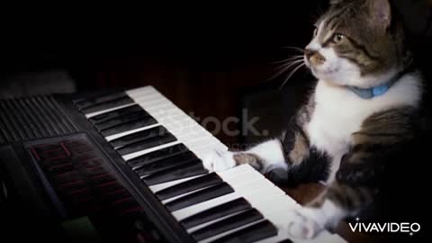 A cat playing piano. It is very nice.