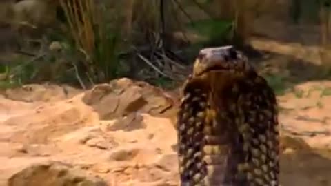 Golden King Cobra