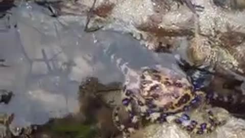 Spotted octopus walking in the lowtide sea