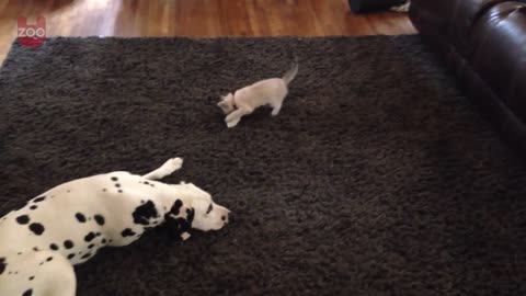 Adorable Kittens Playing With Dalmatians