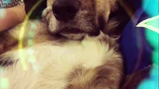 Dog laying down with snapchat filter playing music