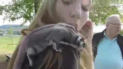 Sugar glider jumps and climbs over delighted girl