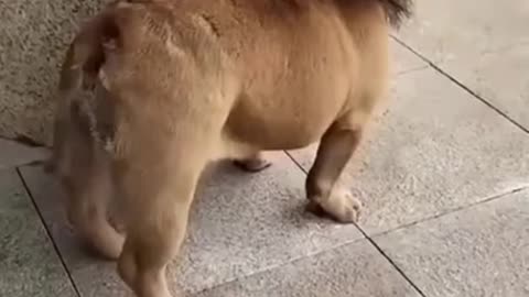 Funny dog video#2