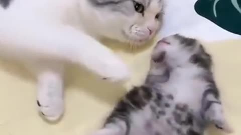 Mommy cat hug baby cat