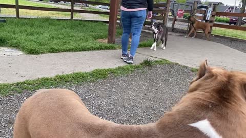 German Shepherd atacks Pitbull (Park Off Leash)