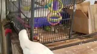 ATTACK BIRD! Maui Lynn HATES the vacuum cleaner!