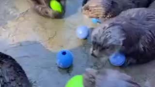 How they train otters to dislodge food from objects