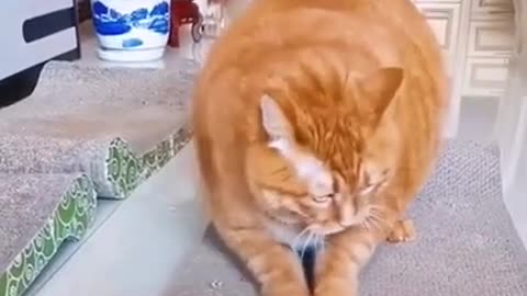 Funny Pets Video | Funny Cats |