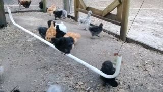 My Silkie Chickens Love to Swing ❤️