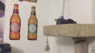 Cute kitten falls off post