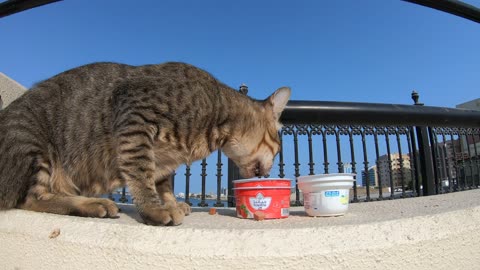 MICHAEL JACKSON - Homeless cat in Ras Al Khaimah, UAE #cat #cats #MichaelJackson #emirates #ae #UAE