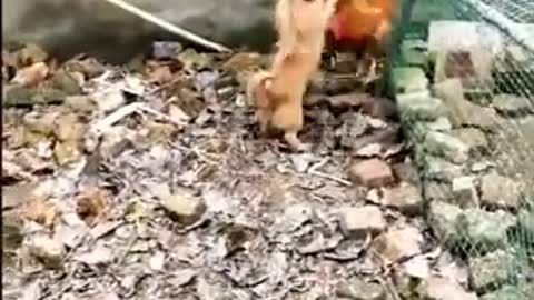 Chicken VS Dog Fight Funny Dog Fight Videos