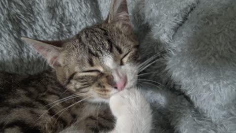 Sweet Kitten Bites an Imaginary Flea