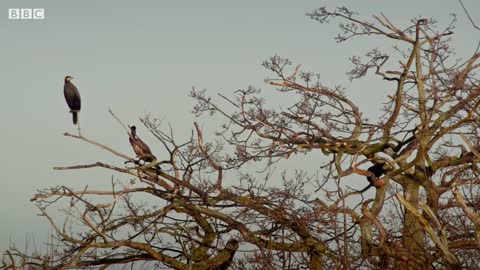 Nature Dates: Jack Fincham Takes Chris Packham Birdwatching | FULL EPISODE | BBC Earth