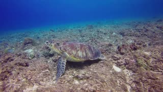 Cute turtle underwater