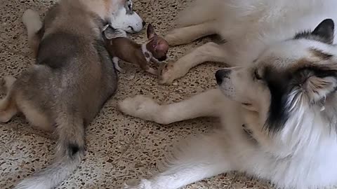 Chihuahua Puppy Tries to Play With Huskies
