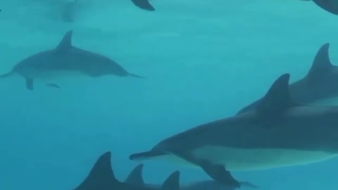 Take a dive | dolphin's