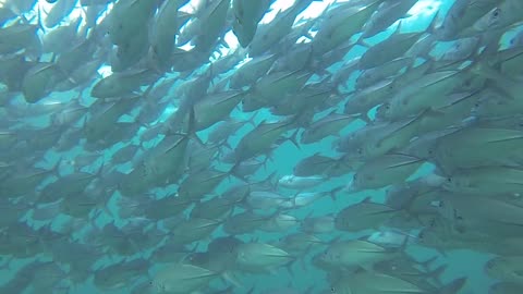 Scuba Diver Swims Among Massive School Of Fish