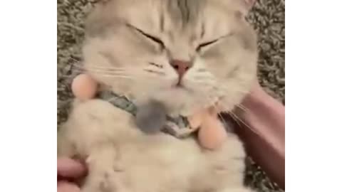 Cute cat dog funny video