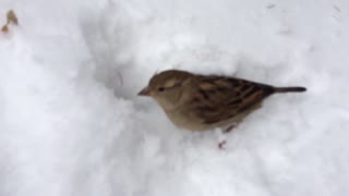 Man Saves Bird Buried In The Snow!