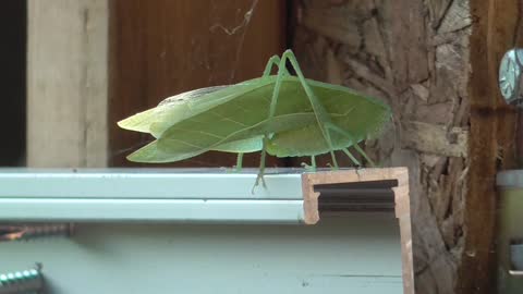 220 Toussaint Wildlife - Oak Harbor Ohio - Katydid Caedicia