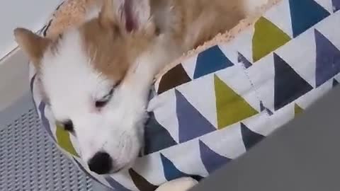 Puppy sleeping while snoring