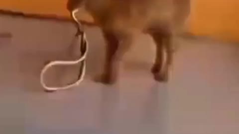 Cat Vs Snake