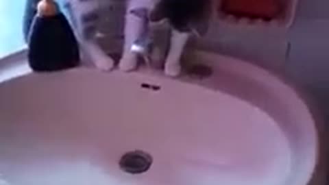 A very smart cat uses the trick to open the faucet